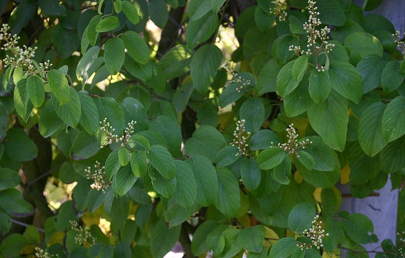 File:Berchemia-racemosa-total.JPG