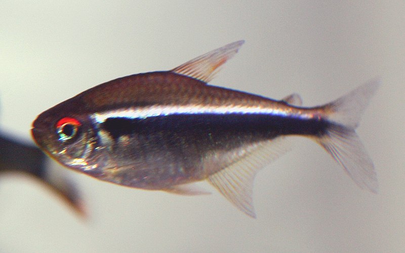 File:Black neon tetra.jpg