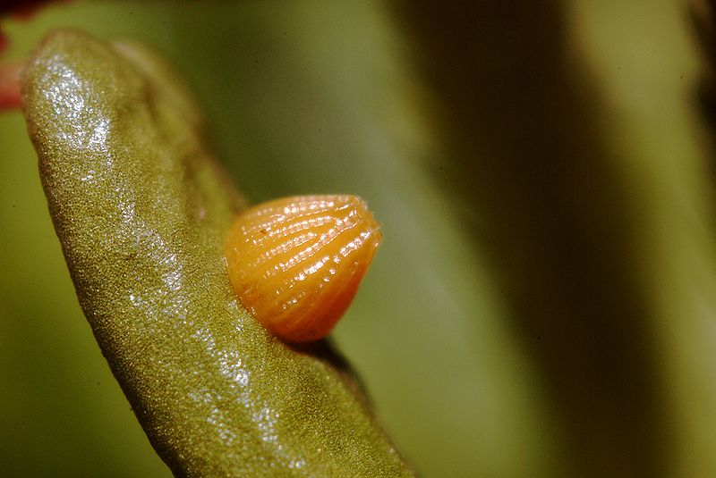 Файл:Boloria aquilonaris egg.jpg