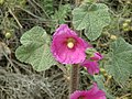 Showing flowers (petals to 4.5 cm) and stem leaves to c. 5 lobes (inconspicuous to fairly deep).