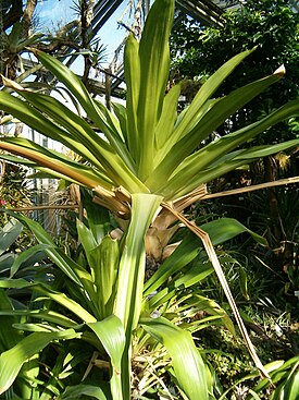 Brocchinia micrantha