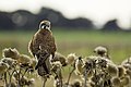 Brown Falcon perched on thistles near Lake Borrie, Vic, looking back at photographer.