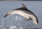 Burrunan dolphin