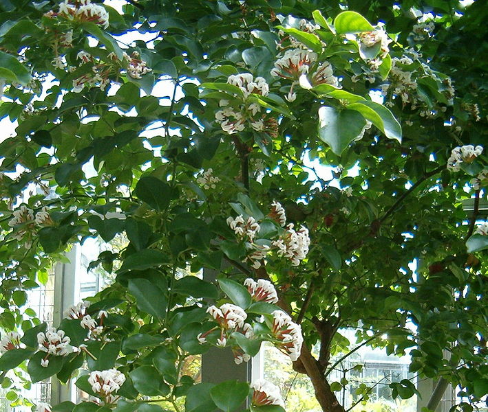 File:Carissa edulis HabitusFlowers BotGard0906b.jpg