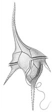 Dino- flagellate