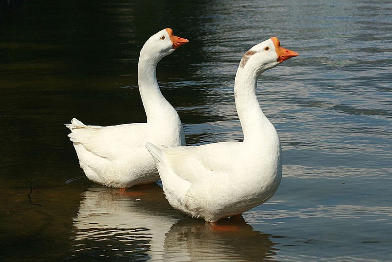 Файл:Chinese goose -Kyoto, Japan-two-8.jpg