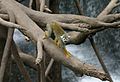 Common Squirrel Monkey at the Henry Doorly Zoo