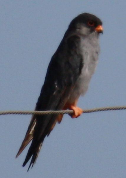 File:Falco amurensis 1.jpg