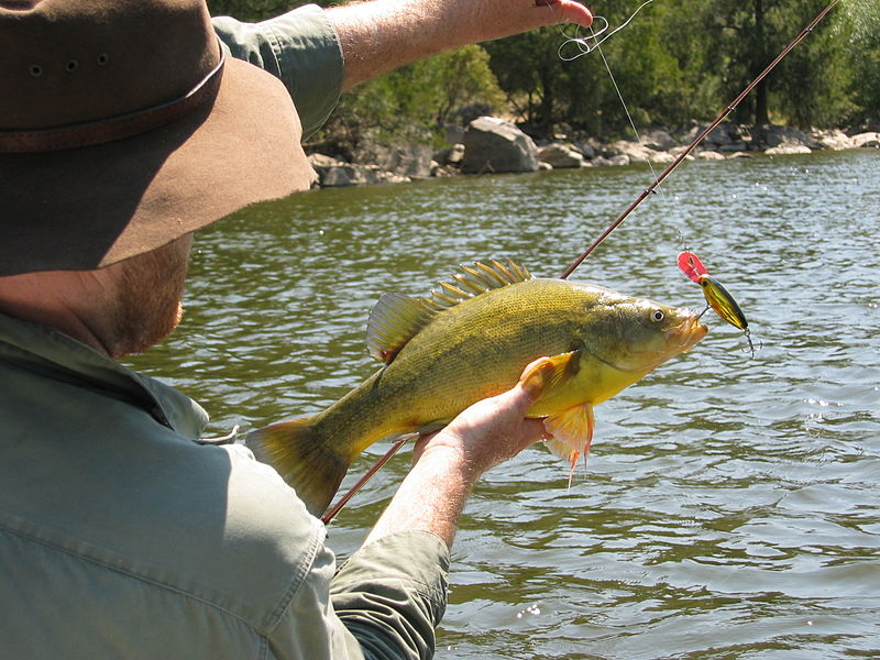 File:Golden perch 2.JPG