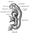 Embryo between eighteen and twenty-one days.