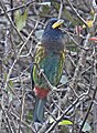 Great barbet at Kumarhatti, Himachal Pradesh