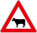 Cattle