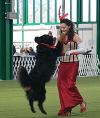 A black, furry dog wearing a red bandana jumping alongside a woman wearing a red dress with a red feather in her hair