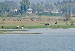 Hoskote Lake