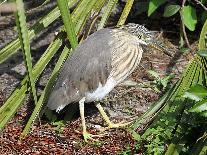 File:Javan Pond Heron RWD.jpg