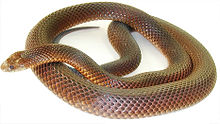 Kingbrownsnake.jpg