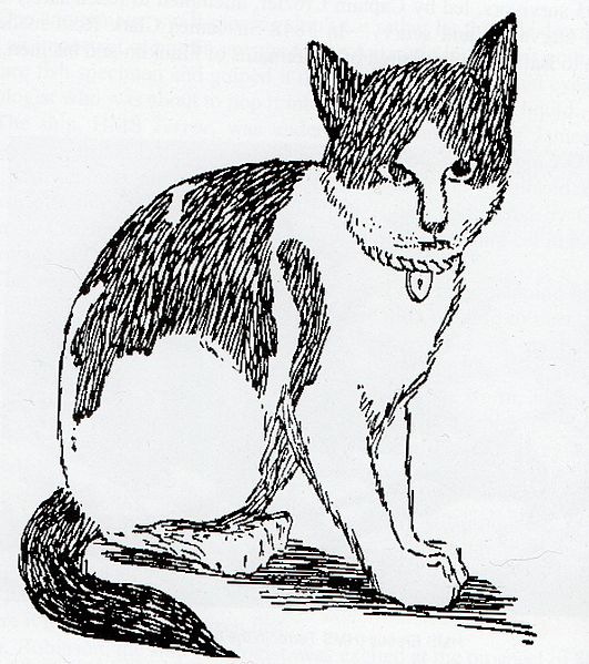 File:Nansen (cat).jpg