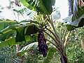 Image 46Tall herbaceous monocotyledonous plants such as banana lack secondary growth, but are trees under the broadest definition. (from Tree)