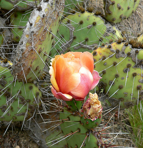 Archivo:Opuntia phaeacantha 1.jpg