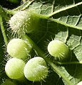 Pachypsylla celtidismamma, galls