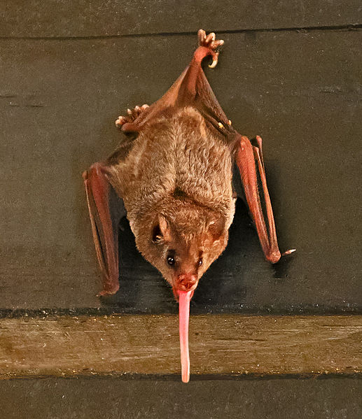 Файл:Pallas's long-tongued bat.jpg