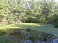 Pond in Meramec Conservation Area