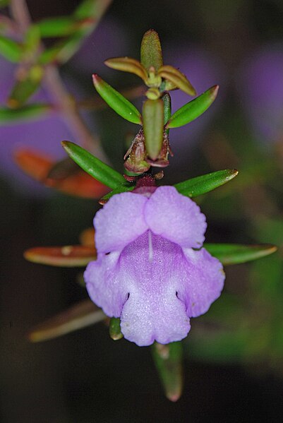 File:Prostanthera phylicifolia 01 Pengo.jpg