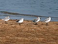 Sanderling, Calidris alba