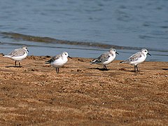 Sanderling Calidris alba