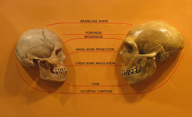 File:Sapiens neanderthal comparison en.png