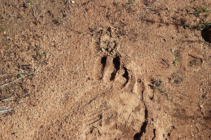 File:Southern Aardvark foot print.jpg