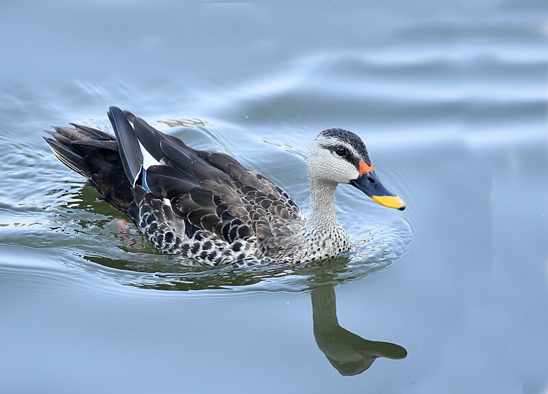 File:Spot-billed Duck AMSM8308.jpg