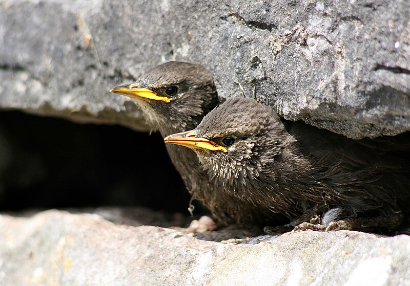 File:Starling chicks Clarinbridge.jpg