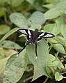 White Dragontail (Lamproptera curius) @ Jairampur, Arunachal Pardesh, India.