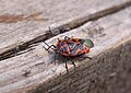 Эвридема северная Pentatomidae