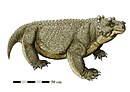 Bunostegos akokanensis