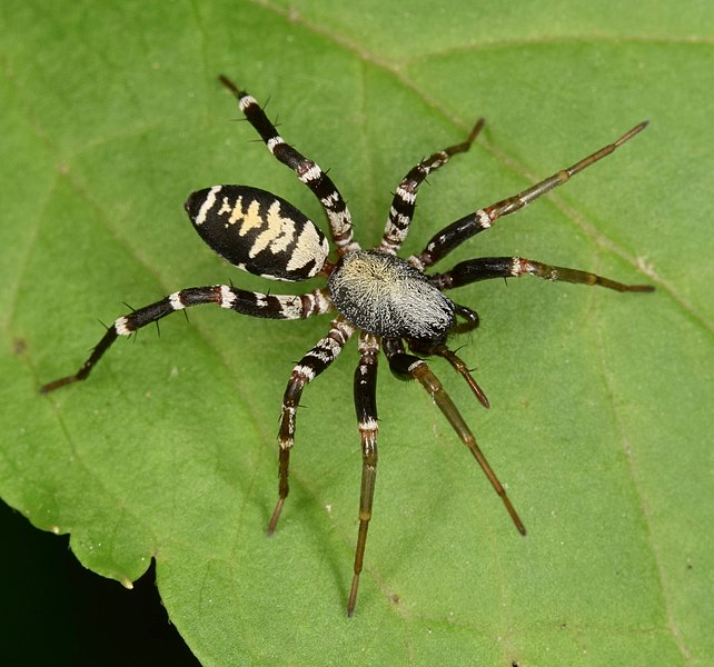 Файл:Castianeira sp. ♀ (46398105962).jpg