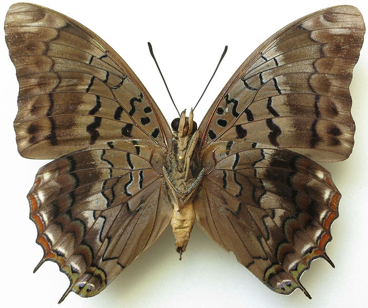 File:Charaxes cedreatis male ventral.jpg