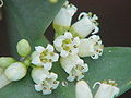 Цветки колеции крестовидной (Colletia cruciata)