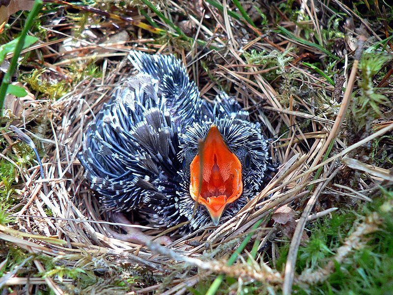 Файл:Cuculus canorus chick1.JPG