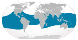 Distribución geográfica del tiburón ballena