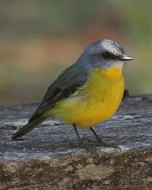 Eastern Yellow Robin