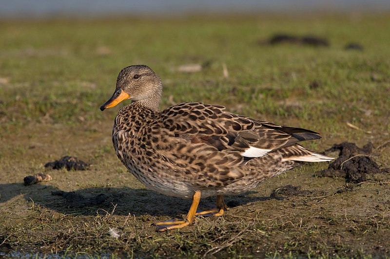 Archivo:Gadwall-female.jpg