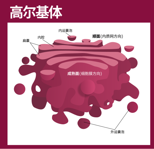 File:Golgi apparatus (standalone version)-zh-hans.svg