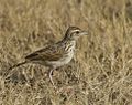 Indian bushlark at Rajkot