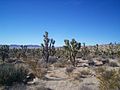 Mojave Desert