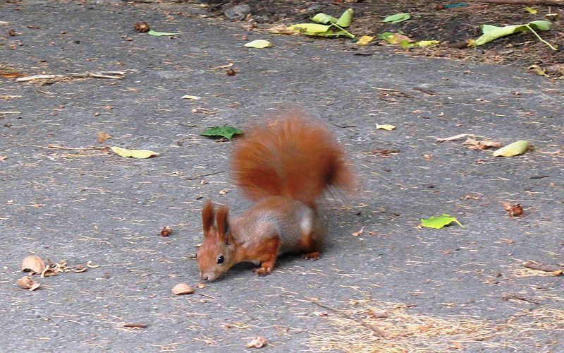 Файл:Kharkov Squirrel A.JPG