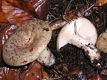 Lactarius blennius 041120w.jpg