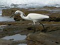 Breeding adult near Herzliya, Israel