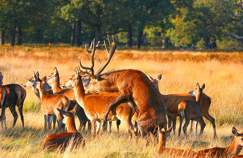 File:Mating Red Deer.jpg